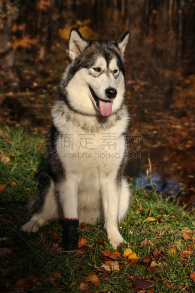 纯种犬,秋天,阿拉斯加雪橇犬,狗,森林,背景,巨大的,橙色,叶子