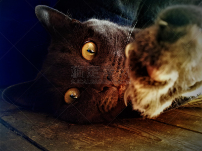 猫眼眼镜,毛皮,水平画幅,可爱的,猫科动物,动物身体部位,肖像,舒服,疲劳的,人的眼睛
