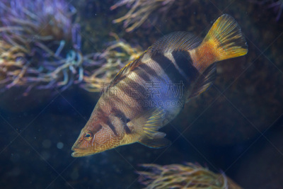 水,水平画幅,大西洋,水下,野外动物,鲭鱼,鲈鱼,热带气候,水族馆,条纹