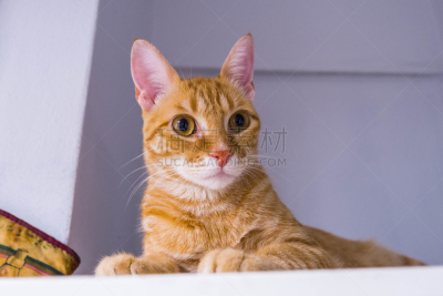 可爱的,姜黄色的猫,水平画幅,无人,猫跟鞋,动物习性,动物身体部位,猫眼眼镜,动物主题,人的眼睛