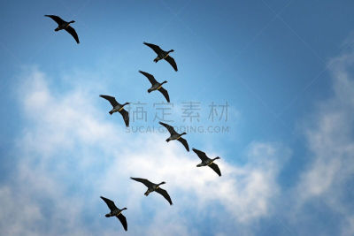 雁属,野外动物,莱茵河,放低,北极,自然,水,埃及雁,野生动物,水平画幅