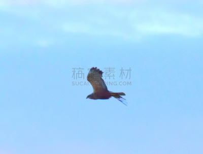 鸟类,黄昏,远距离,沼泽,热霾,食肉鸟,天空,褐色,野生动物