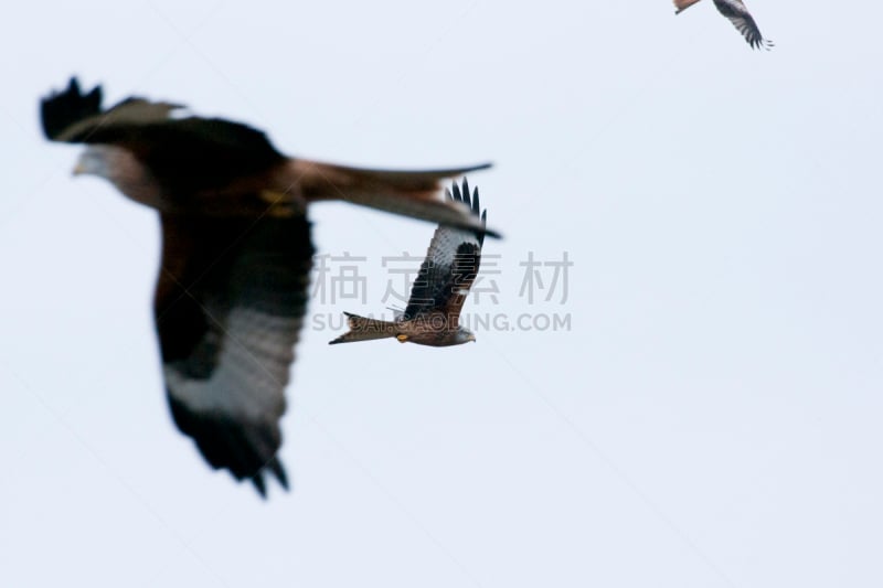 赤鸢,雌猎鹰,灰背隼,欧洲秃鹰,雀鹰,红隼,猎鹰,自然,野生动物,食肉鸟