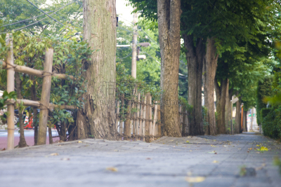街道,目黒区,品川,城镇景观,水平画幅,绿色,无人,路,日本,东亚