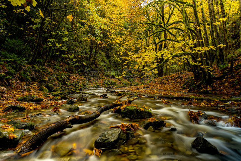 Natural Beauty of Vancouver Island series -  Amazing Autumn foliage near little Niagara falls in Goldstream Provincial Park 4.