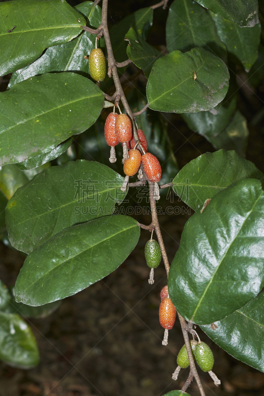 席尔佛索内,柏林国际电影节,大螯虾,多刺疏林,垂直画幅,公园,树篱,橙色,水果,无人