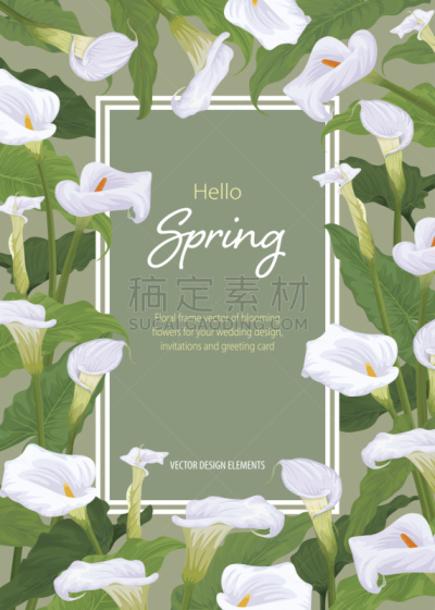 马蹄莲,边框,绿色背景,百合花,垂直画幅,美,艺术,纺织品,无人,绘画插图