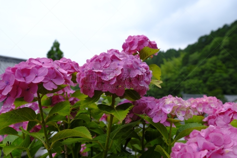 京都府,日本,长冈京市,八仙花属,美,京都市,水平画幅,无人,雨季,夏天