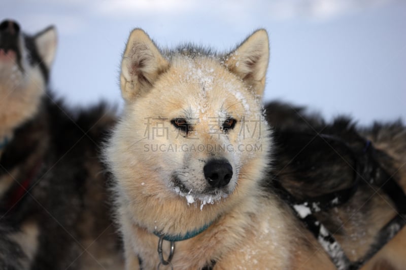 冬天,雪橇犬,东,格陵兰,南极洲,捕猎行为,熊,寒冷,水平画幅,无人