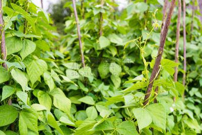 豆角,豆,Flageolet Bean,红花菜豆,菜豆,青豆,水平画幅,枝繁叶茂,生长,攀爬