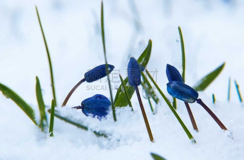 雪,野风信子,斯库拉,在下面,水平画幅,无人,早晨,户外,特写,仅一朵花