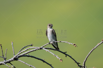 树燕,鸟类,枝,燕子,无人,野生动物,图像,水平画幅,美国,栖息