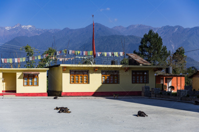 印度,寺庙,锡金,狗,室内地面,山景城,藏族,香格里拉县,卫塞节,云南省