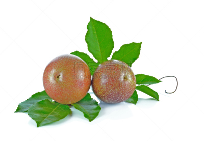 Passion fruit branch tree on a white background