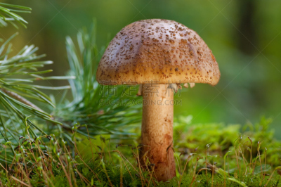 苔藓,蘑菇,鹅膏菌,自然,鸊鷉,褐色,水平画幅,绿色,有毒生物体,动物身体部位