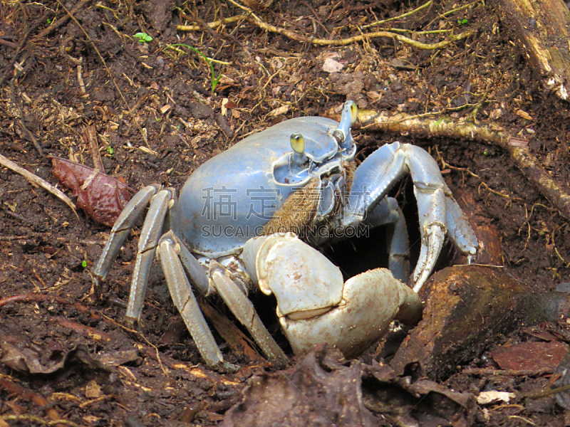 蓝蟹,螃蟹,野生动物,水平画幅,无人,甲壳动物,哥斯达黎加,摄影