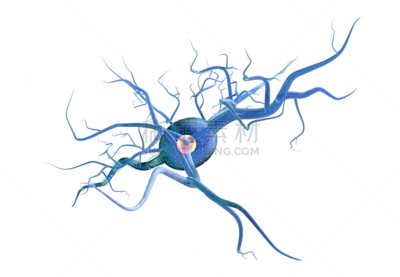 神经元,分离着色,白色背景,高尔基体,树突,受体,神经轴突,突触,大规模的放大,电子