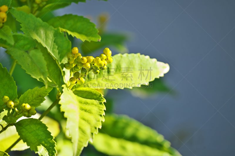 牧野,水平画幅,绿色,秋天,无人,日本,藤泽市,浆果,植物,黄色