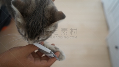 指甲,猫,理想化的,指甲钳,苏格兰折耳猫,趾甲,动物喂养装置,动物发育阶段,水平画幅,可爱的