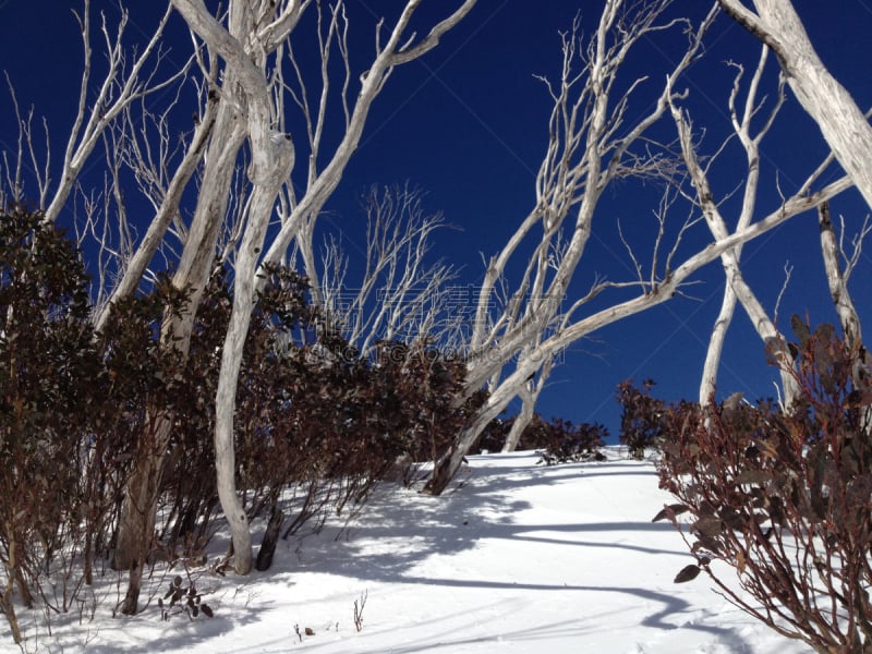 雪,自然美,白昼,snow gum,粉末状雪,天空,水平画幅,无人,蓝色,户外