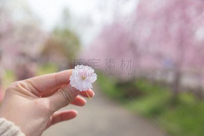 樱花,女人,手,粉色,欧洲赤松,喜多方,福岛县,公园,水平画幅,樱桃