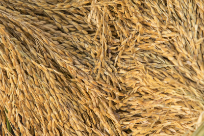 稻田,特写,稻,茎干植物,在普鲁拉的种植园,短马鞭,蛋白棒,野兔