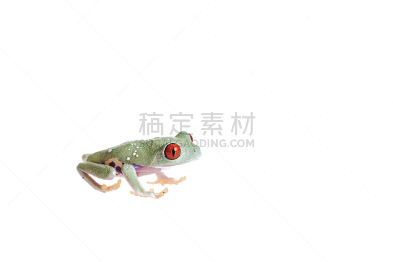 白色背景,红眼树蛙,婴儿,分离着色,留白,动物手指,水平画幅,无人,蜥蜴,动物身体部位