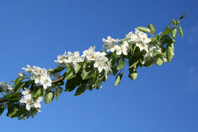 枝,苹果,天空,美,留白,新的,水平画幅,夏天,花,生长