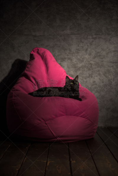 懒人椅,猫,沙袋,垂直画幅,未来,座位,无人,巨大的,家具,弹性