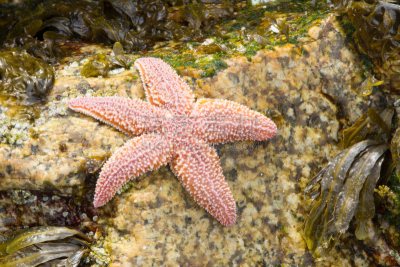 海星,海草,野生动物,潮水坑,水平画幅,岩石,无人,大西洋,石砌,普通海星