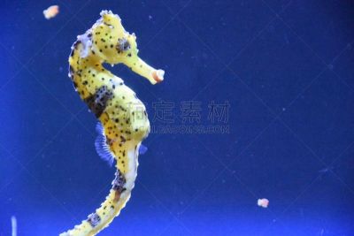 海马,刺海马,苗条,水,水平画幅,无人,大西洋,水下,野外动物,异国情调