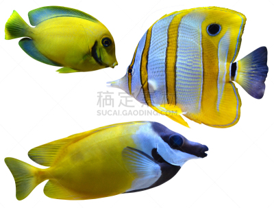 海洋,鱼缸,鱼类,狐面河豚,钩形珊瑚鱼,河豚,蝴蝶鱼,自然,水平画幅,蝴蝶