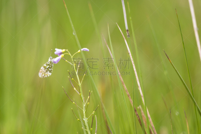 云上端红蝶,草甸碎米荠,天牛,叶猴,海藻灰,雨滴,水,草坪,夏天,草