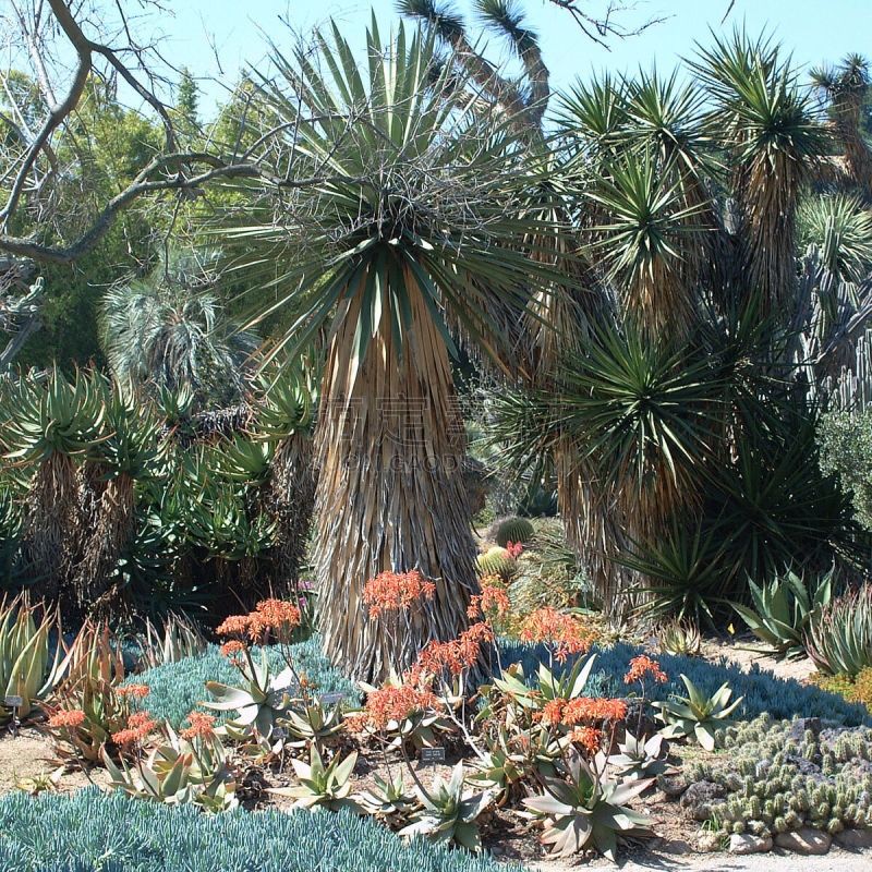 美国,2003,植物园,享廷顿滩,帕萨迪那,热带鸟,天空,美,公园,尖的