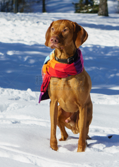 Handsome Hungarian Short Wire haired Pointing pointer Dog Vizsla wearing red, yellow, orange blue scarf sitting on snow coat. Winter in park. Copy space image.