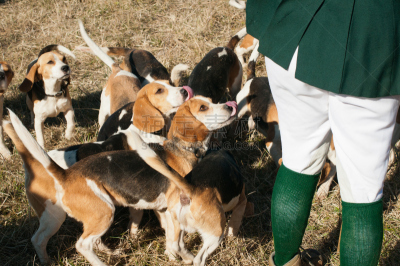 猎犬,夏洛特郡,比格犬,非都市风光,水平画幅,绿色,人,哺乳纲,运动,狗