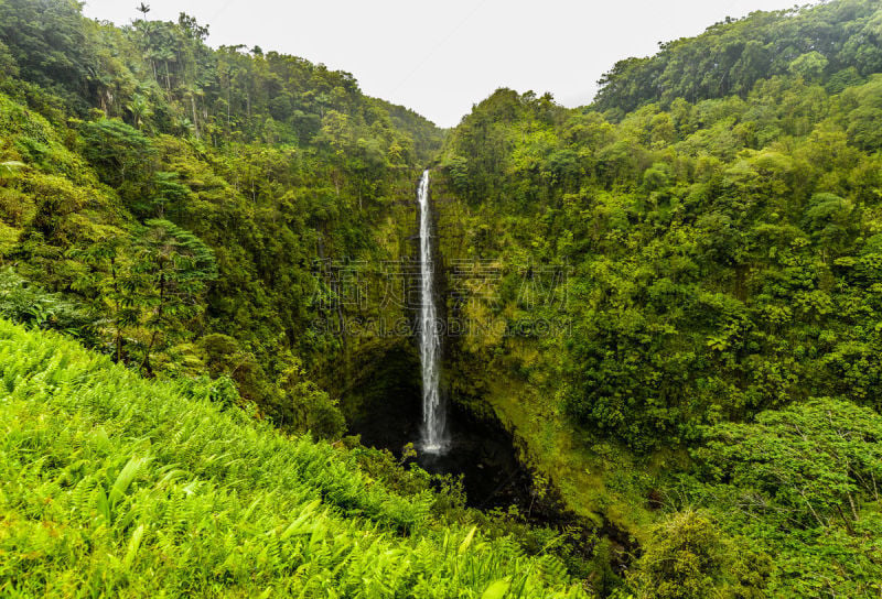 夏威夷大岛,阿卡卡瀑布州立公园,清新,太平洋岛屿,热情,热带气候,公园,枝繁叶茂,著名景点,自然美