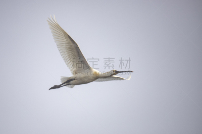 玫瑰色琵鹭,琵鹭,自然,野生动物,水平画幅,无人,鸟类,野外动物,沼泽,荷兰