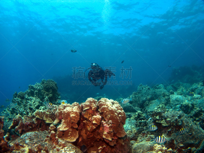 岩生豆娘鱼,礁石,留白,水平画幅,水肺潜水,防护面罩,水下,夏威夷大岛,运动,彩色图片