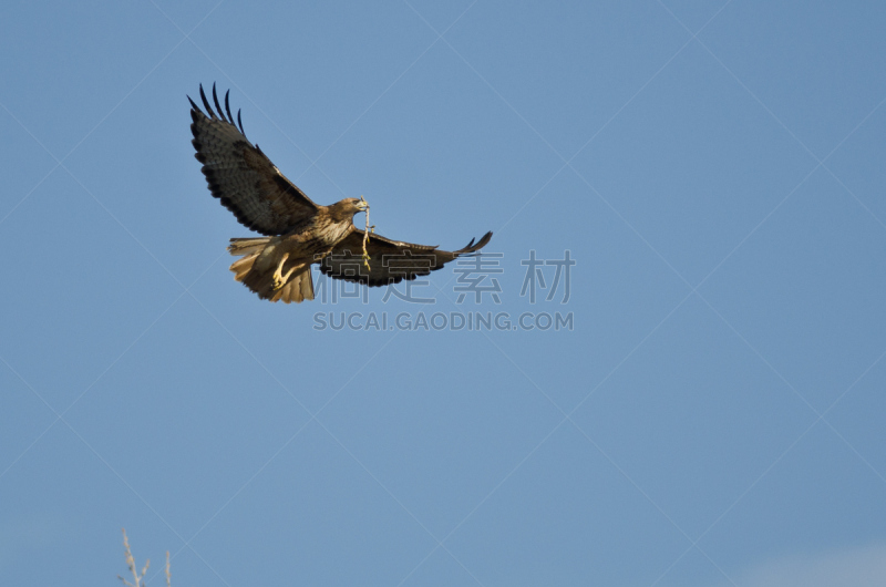 红尾鹰,动物的巢,建筑体,时间,红尾蟒蛇,自然,褐色,野生动物,食肉鸟,水平画幅