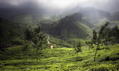 茶树,印度,慕那尔,喀拉拉邦,雾,早晨,水平画幅,山,无人,茶树油