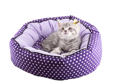 小的,小猫,美,水平画幅,纺织品,可爱的,衣服,美人,猫科动物,面部表情