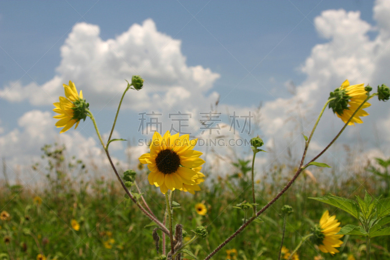 向日葵,天空,风,水平画幅,无人,户外,草,白色,田地,植物