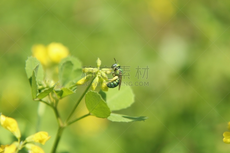 小的,自然美,黄色,鲜花盛开,红尾黄蜂,黄蜂,彩色图片,花,收集,授粉