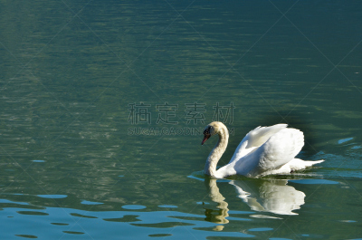 天鹅,池塘,颈,水,美,水平画幅,优美,符号,鸟类,纯净