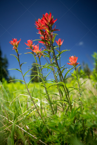 indian paintbrush,山,垂直画幅,天空,无人,夏天,户外,草,开着的,田地