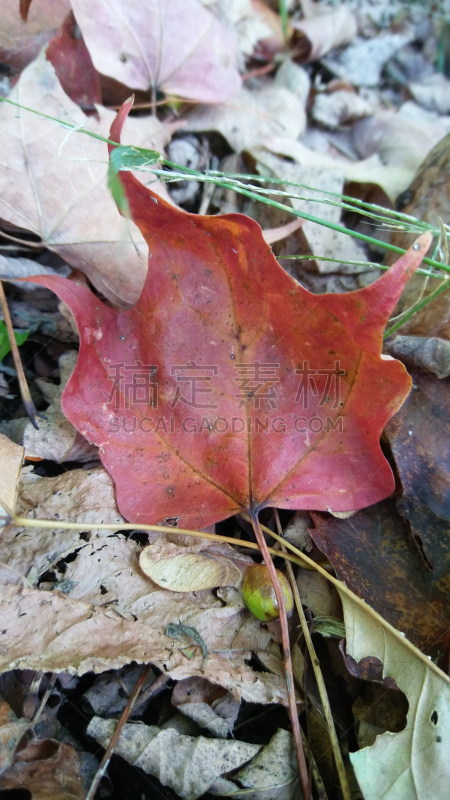 四季,垂直画幅,选择对焦,雪,无人,夏天,户外,特写,前景聚焦,冬天