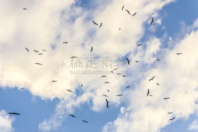 黑背鸥,天空,海鸥,水平画幅,无人,鸟类,云,巴西,摄影