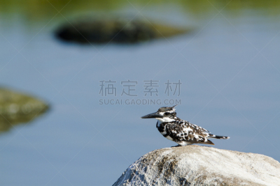 斯里兰卡,翠鸟,自然,野生动物,水平画幅,无人,鸟类,观鸟,印度次大陆,野外动物