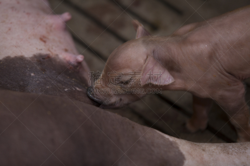 小猪,小的,饥饿的,猪,水平画幅,谷仓,家猪,围栏,母亲,晚餐